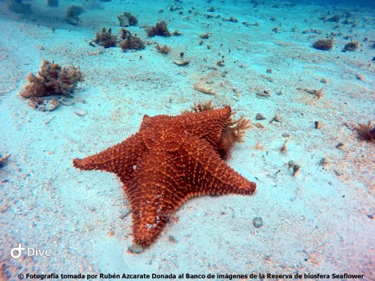 Estrella de mar PVA